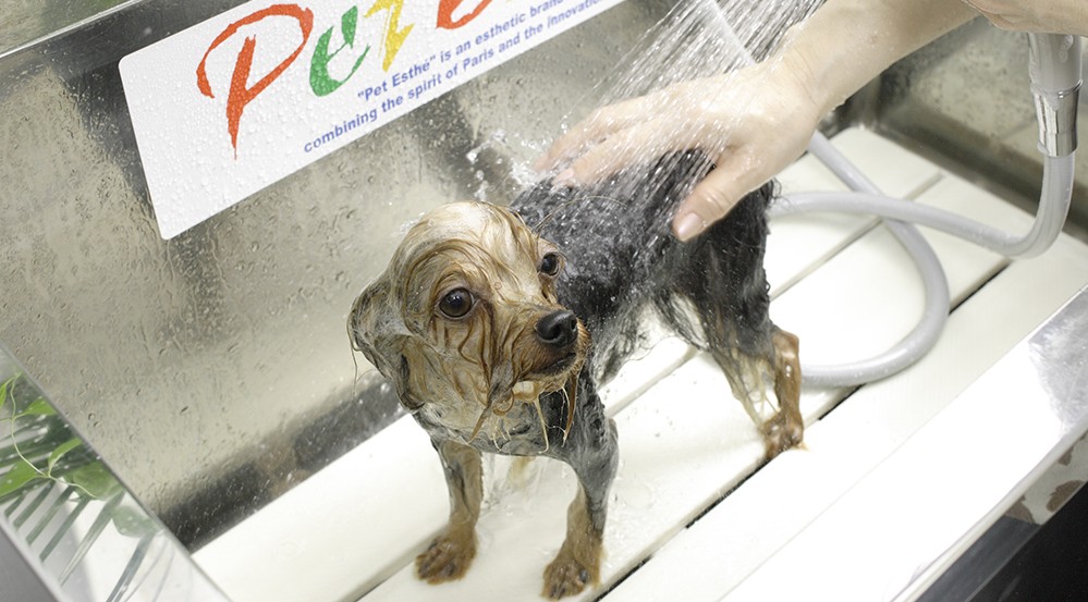 Apres Shampooing